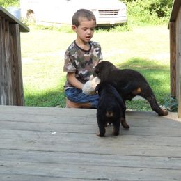 Black and Tan Coonhound and Rottweiler Puppies from Vom Heldenhaft Rottweilers