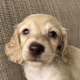Holden - Cream male Dachshund puppy in Bentonville, Arkansas from Boujee Buns Dachshunds
