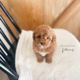 Paddy - Red male Maltipoo puppy in Huntsville, Texas from Nelson Creek Farms