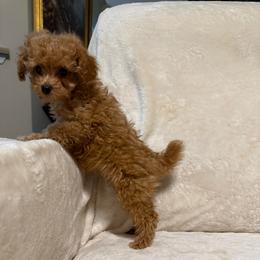 Steph - Red  female Poodle puppy in Auburn, Georgia from Southern Poodles