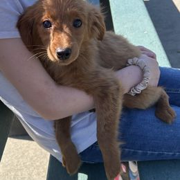 Rosie - Apricot female Goldendoodle puppy in Centralia, Missouri from Oodles Of Doodles Mo.