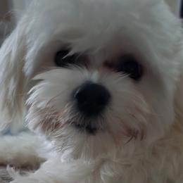 Maltese, Maltipoos, and Poodles from DeVall Maltipoos