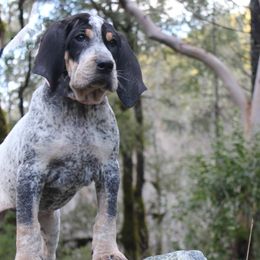 Bluetick Coonhounds, Chihuahuas, and Poodles from Dejah Bleu Kennels