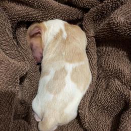 Boy 1 - Parti male Yorkshire Terrier puppy in Forest, Virginia from Majestic Touch Kennels and Pet Services