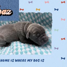 Topaz - Blue and white male Great Dane puppy in Gonzales, Louisiana from Anstatt House Of Danes