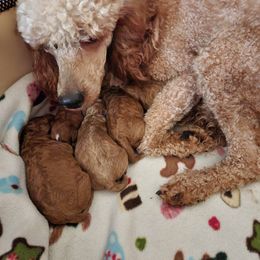 Goldendoodle Puppies from Superior Companions Goldendoodles