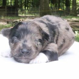 Jumba - Blue merle male Australian Shepherd puppy in Macon, Georgia from Shaina’s Shepherds