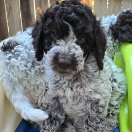 Sicily - Brown roan Lagotto Romagnolo puppy in California from Harper's Lagotti