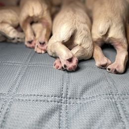 Cocker Spaniel Puppies from Brooks House Cocker Spaniels