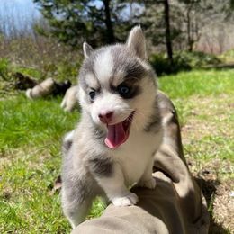 Pomskies from Petite Pomsky