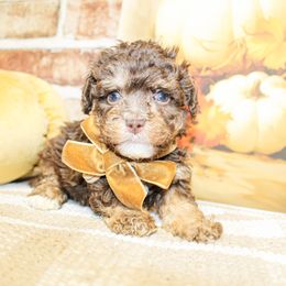 Louie - Brown male Poodle puppy in Hugo, Oklahoma from Ann R.