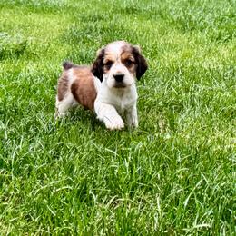 Everest - Liver white and tan male English Springer Spaniel puppy in Coeur D'alene, Idaho from Springer Hollow