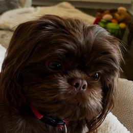 Abby - Shih Tzu