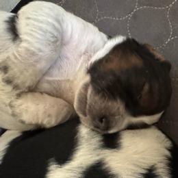 Lucky - Black white and tan male English Springer Spaniel puppy in Coeur D'alene, Idaho from Springer Hollow