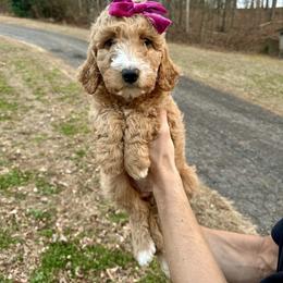 Ginger - Apricot female Goldendoodle puppy in Taylorsville, North Carolina from Doggone Dixie Doodles