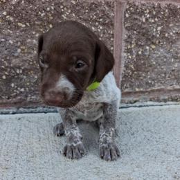 Boy 3 - male German Shorthaired Pointer puppy in Potosi, Wisconsin from Point and Flush Gun Dogs