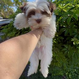 Yorkshire Terrier Puppies from XOXO YORKIES