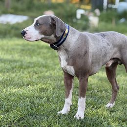 Costa - Catahoula Leopard Dog