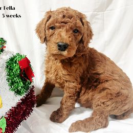 Yellow Collar - Red  Poodle puppy in Bolivar, Missouri from J and S Farms