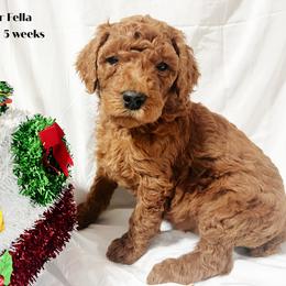 Yellow Collar - Red  Poodle puppy in Bolivar, Missouri from J and S Farms