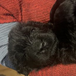 Newfoundland Puppies from Burning Embers Newfoundlands