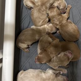 Boy 5 - male Golden Retriever puppy in Anaheim, California from Prim's Golden Retrievers