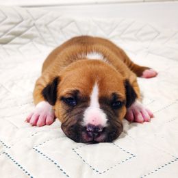 American Staffordshire Terrier Puppies from MDYC Amstaffs