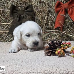 Pip Boy 1 - Light golden male Golden Retriever puppy in Niles, Michigan from Family Raised Goldens