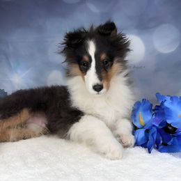 Tiny Quest - Shetland Sheepdog puppy in Elk, Washington from Asgard Shetland Sheepdogs