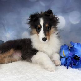 Tiny Quest - Shetland Sheepdog puppy in Elk, Washington from Asgard Shetland Sheepdogs