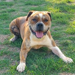 Gail - American Bulldog