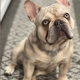 French Bulldogs from Ingram Ranch Frenchies