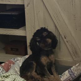 Gyspy - Poodle