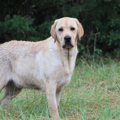 Harrington - Yellow male Labrador Retriever puppy in Morriston, Florida from Penny Lane Labradors