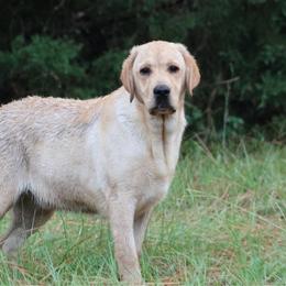 Harrington - Yellow male Labrador Retriever puppy in Morriston, Florida from Penny Lane Labradors