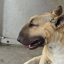 Bull Terriers from LSDBULLS