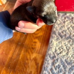 Girl 2 - Salt and pepper female Miniature Schnauzer puppy in Alabama from Little River Miniature Schnauzers