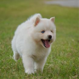 Toro - White female Pomsky puppy in Krum, Texas from Paw-Some Pomskies