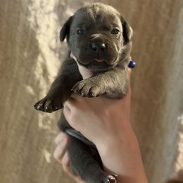 Black - Gray male Cane Corso puppy in Opelousas, Louisiana from Azelees Cane Corso