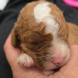 Boy 4 - Red male Cavapoo puppy in Knoxville, Tennessee from Shannan's Cavapoos