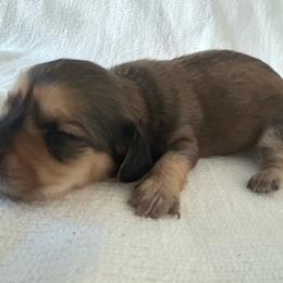 Curley (shaded cream) - Cream male Dachshund puppy in Sebring, Florida from Mini Weenies