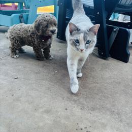 Cavapoo, Cockapoo, Goldendoodle, and Maltipoo Puppies from Perdue Puppies