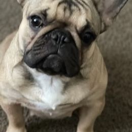 French Bulldogs from T & L French bulldog