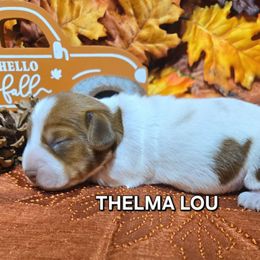 Thelma Lou - Red female Dachshund puppy in Blair, Oklahoma from North Fork Doxies-Okla