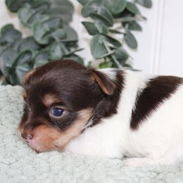 Yorkshire Terrier Puppies from Peach Yorkies