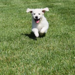 Golden Retriever Puppies from Joyful Golden Retrievers