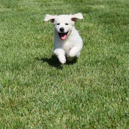Golden Retriever Puppies from Joyful Golden Retrievers