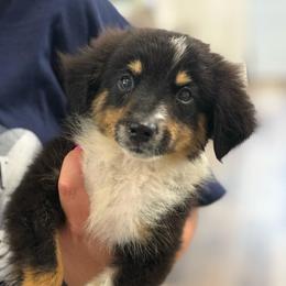 Drake - Black tri male Toy Australian Shepherd puppy in Ambrose, Georgia from Brandilyn's Aussies