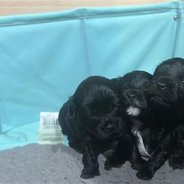 Yorkipoo Puppies from Anderson's Yorkiepoo