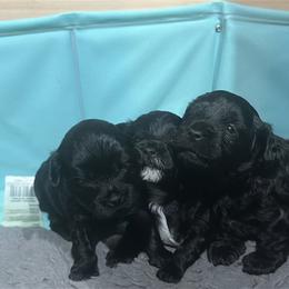 Yorkipoo Puppies from Anderson's Yorkiepoo